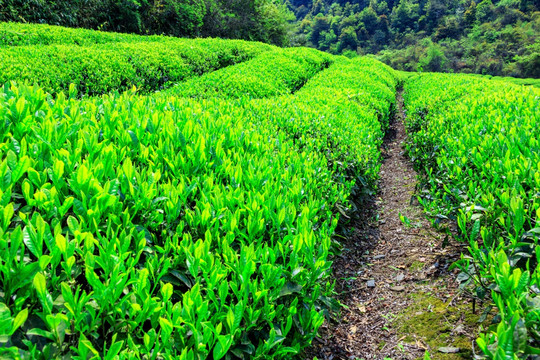 茶園茶場種植